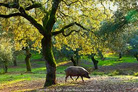 Smokey Olive Wood Rūkinimas Holmo ąžuolo drožlės SMOKEY OLIVE WOOD, 500 ml